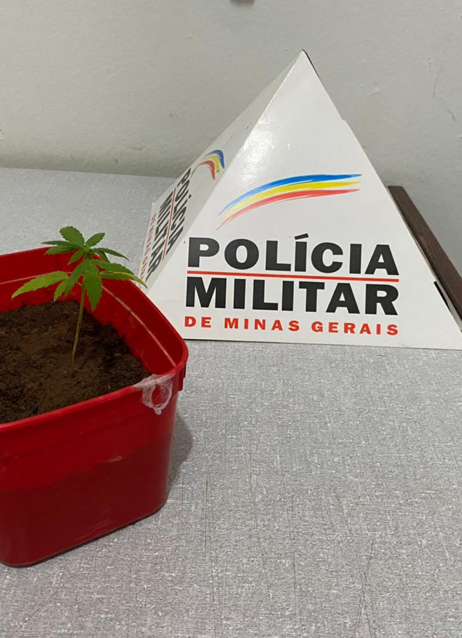 Polícia Militar apreende pé de maconha cultivado por adolescente de 14 anos em Maravilhas