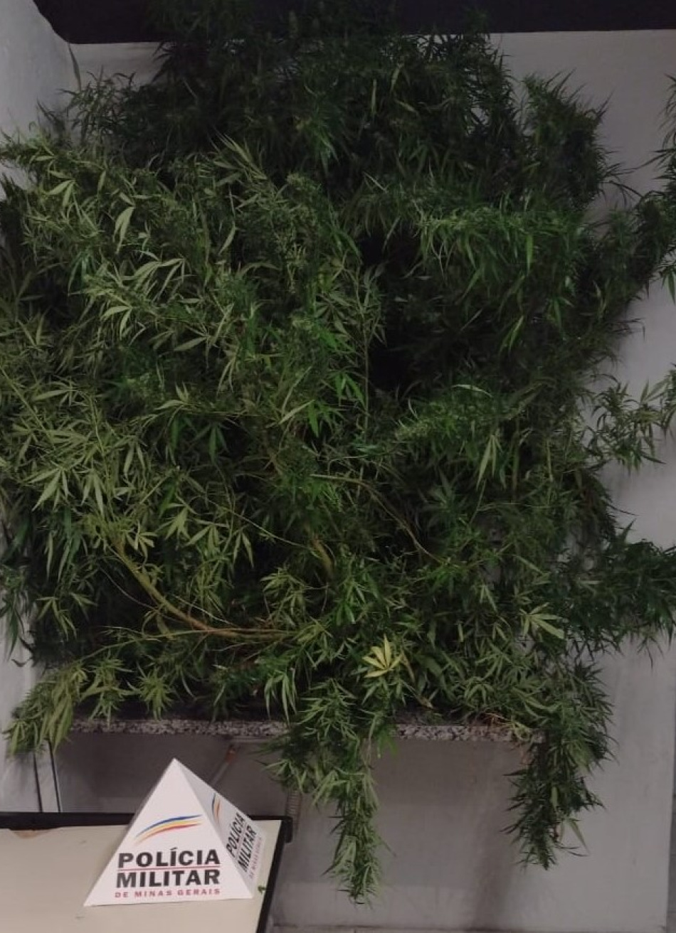 Polícia Militar encontrou três pés de maconha em uma residência na cidade de Divinópolis