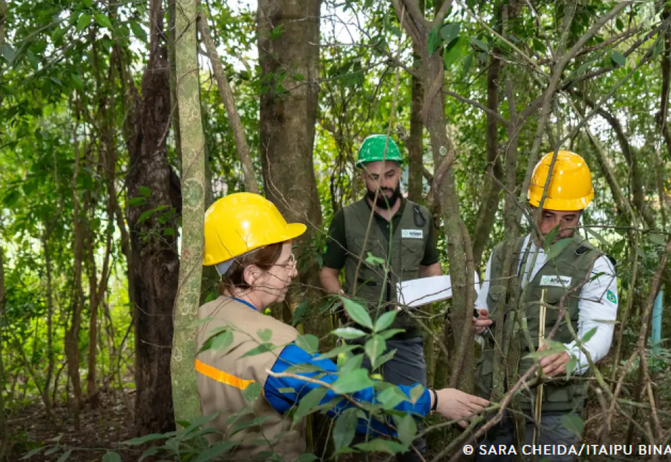 Itaipu triplica diversidade de espécies vegetais na área do reservatório