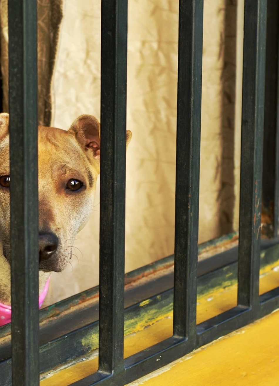 São José da Varginha – Caso de maus-tratos a animal