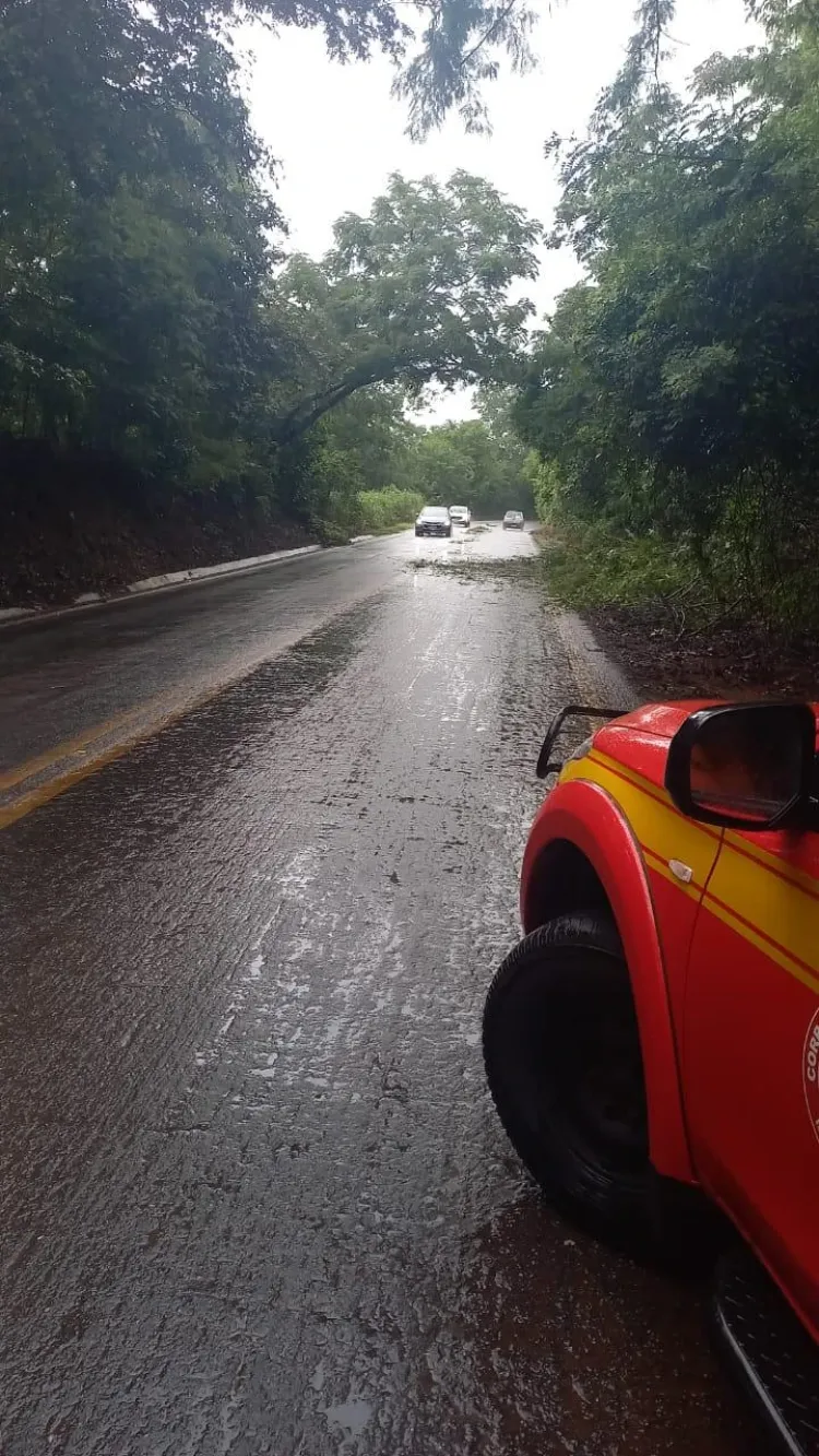 Queda de árvore interdita parcialmente a BR-352 em Onça do Pitangui