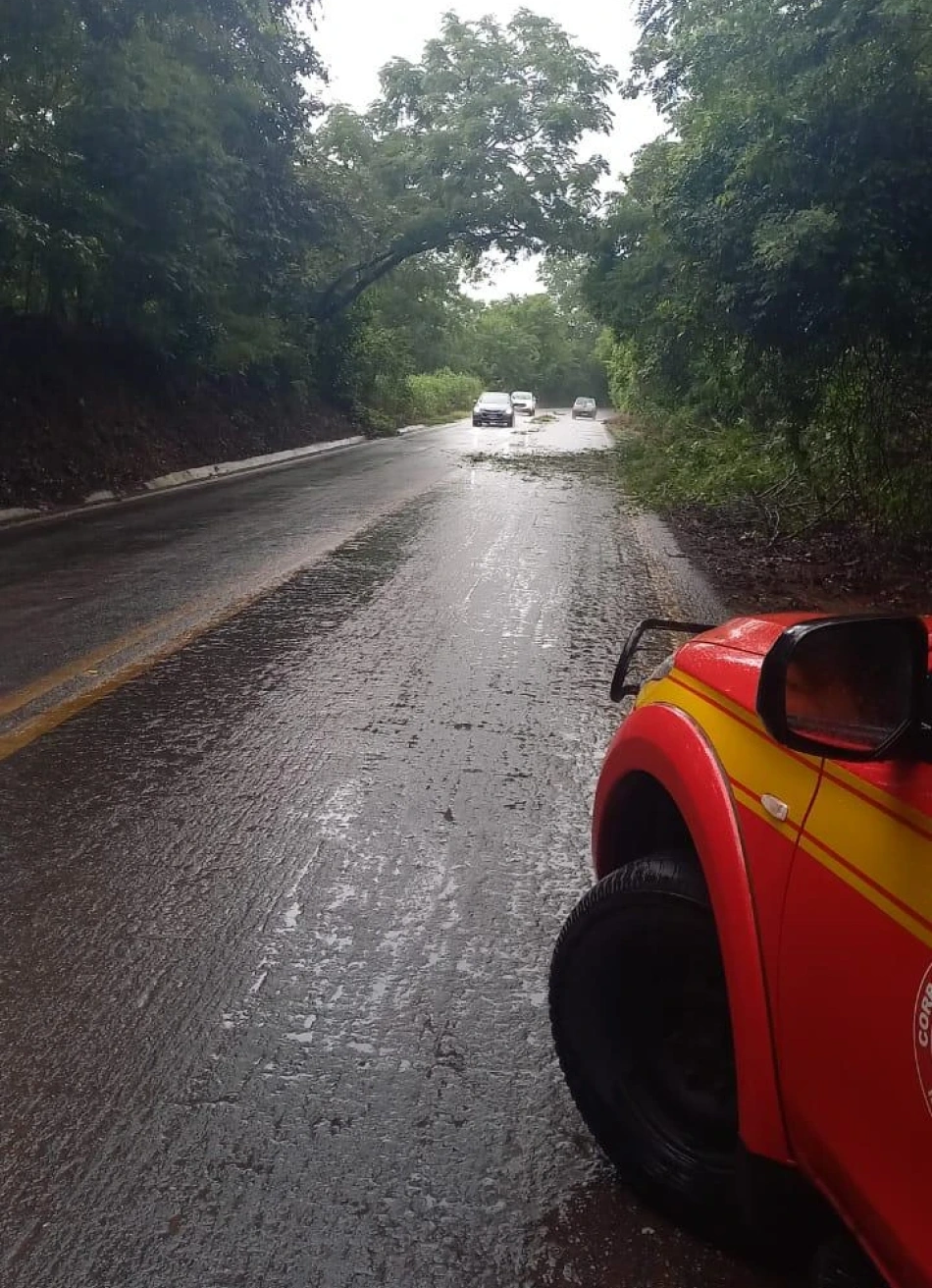 Queda de árvore interdita parcialmente a BR-352 em Onça do Pitangui