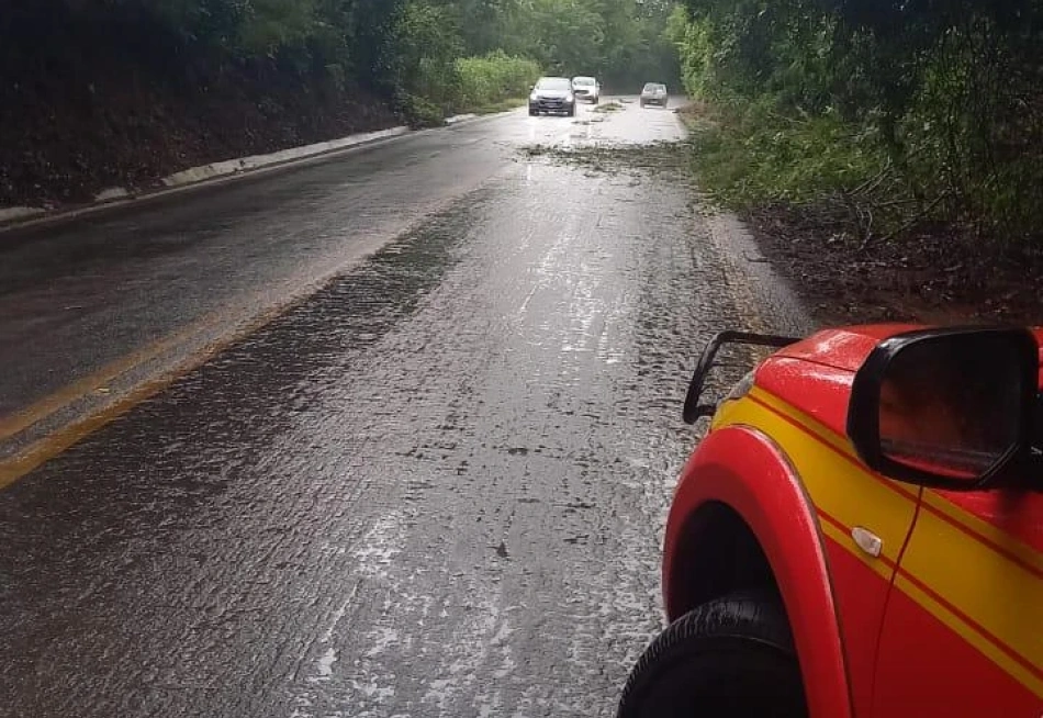 Queda de árvore interdita parcialmente a BR-352 em Onça do Pitangui