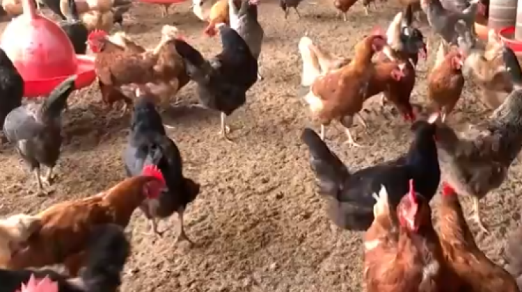 Homem furta galinhas, troca por drogas e é preso em Minas Gerais