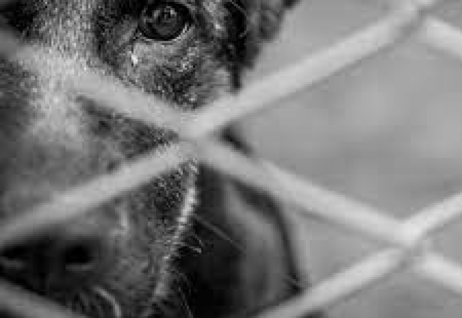 Homem é preso no bairro Padre Libério acusado de maus tratos contra um cão