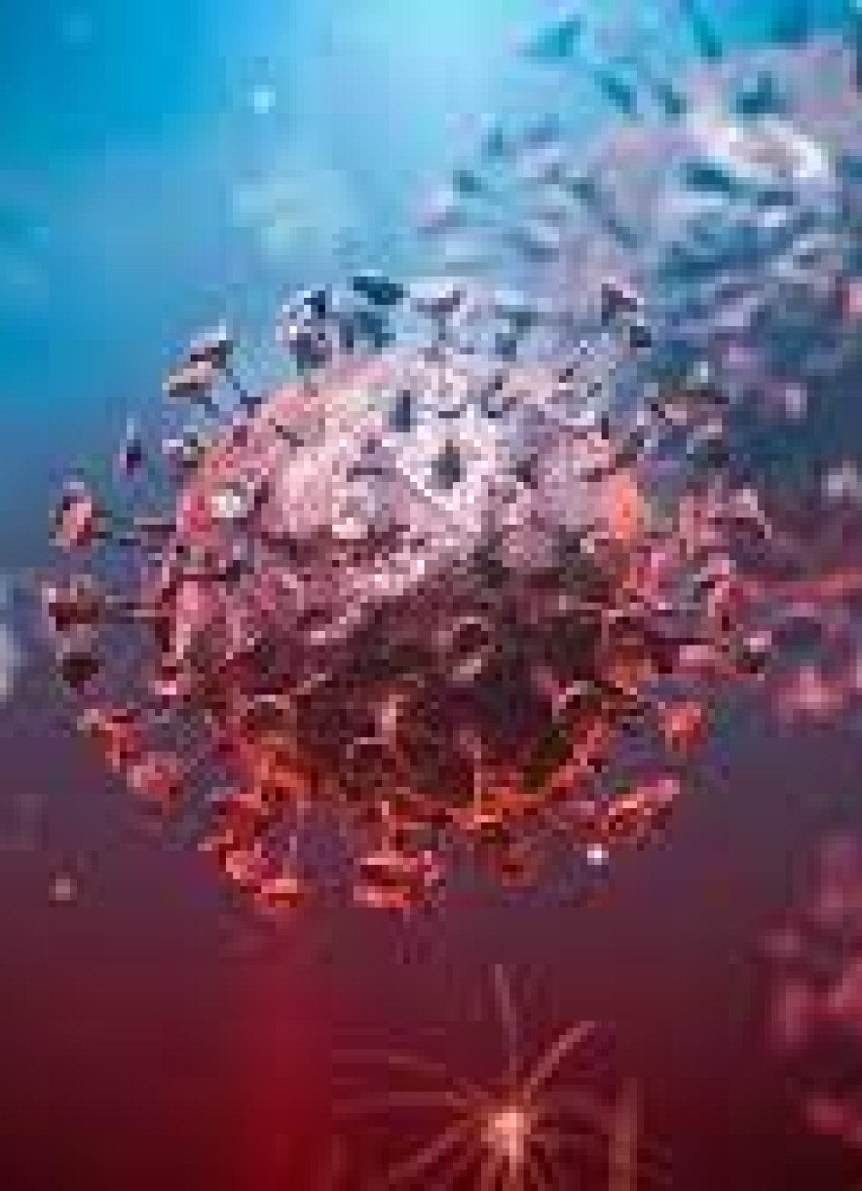 Minas Gerais registrou 2.049 novos casos confirmados da Covid-19 nas últimas 24 horas