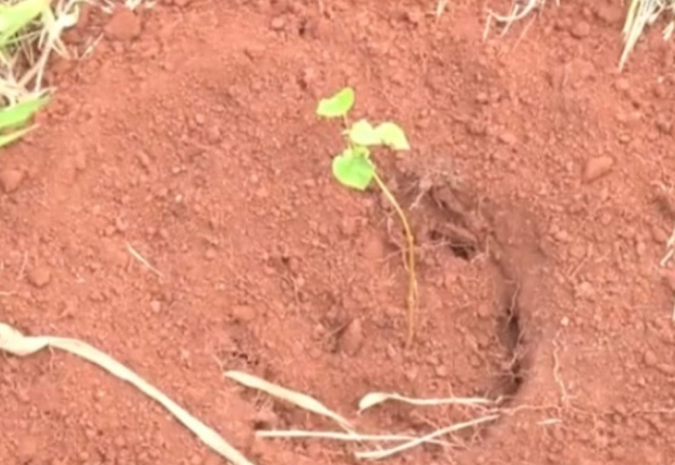 Córrego do Geraldo deve acabar de receber nesta segunda-feira o plantio de 3 mil mudas de árvores