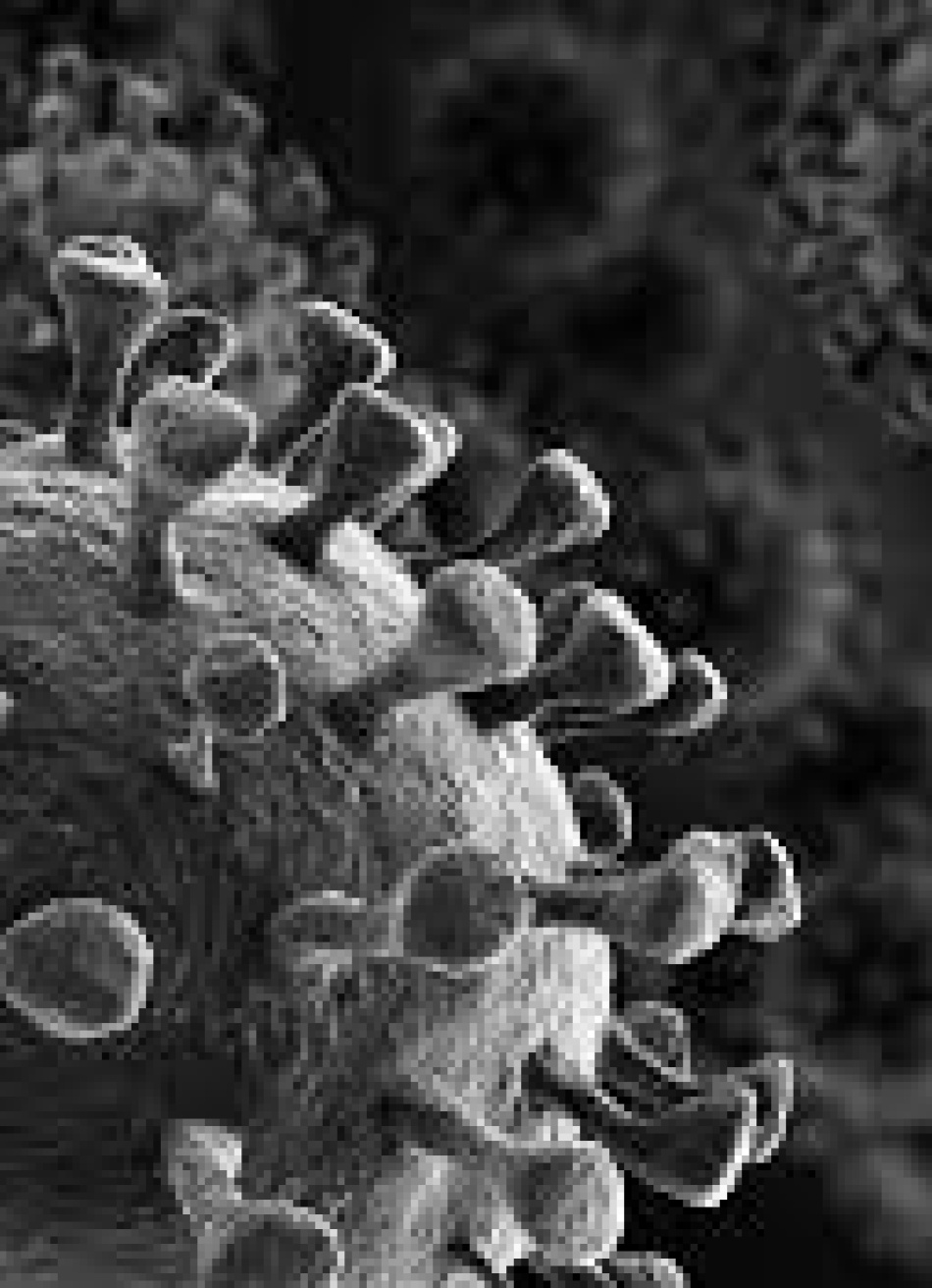 Pará de Minas registrou nesta sexta-feira 60 novos casos confirmados da Covid-19 e mais três mortes pela doença