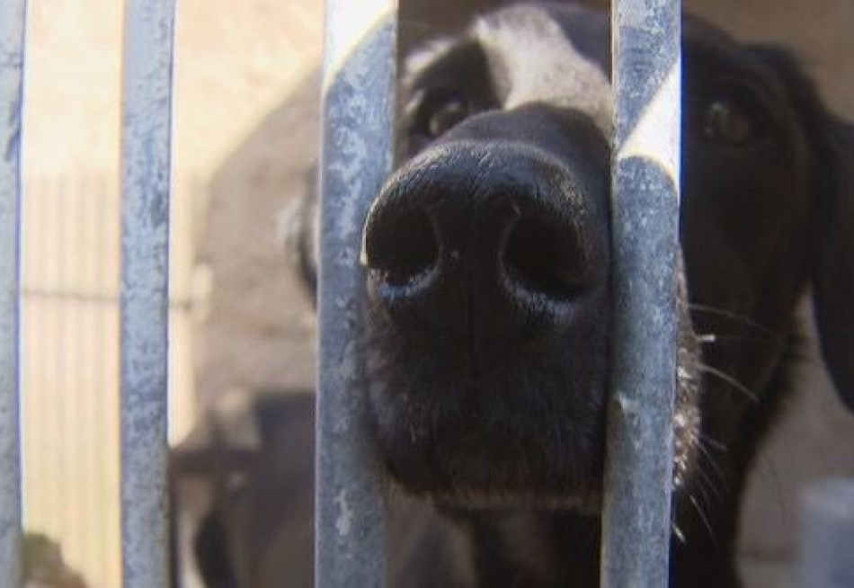 Ministério Público de Minas Gerais consegue condenação de mulher por maus-tratos a cães em Formiga