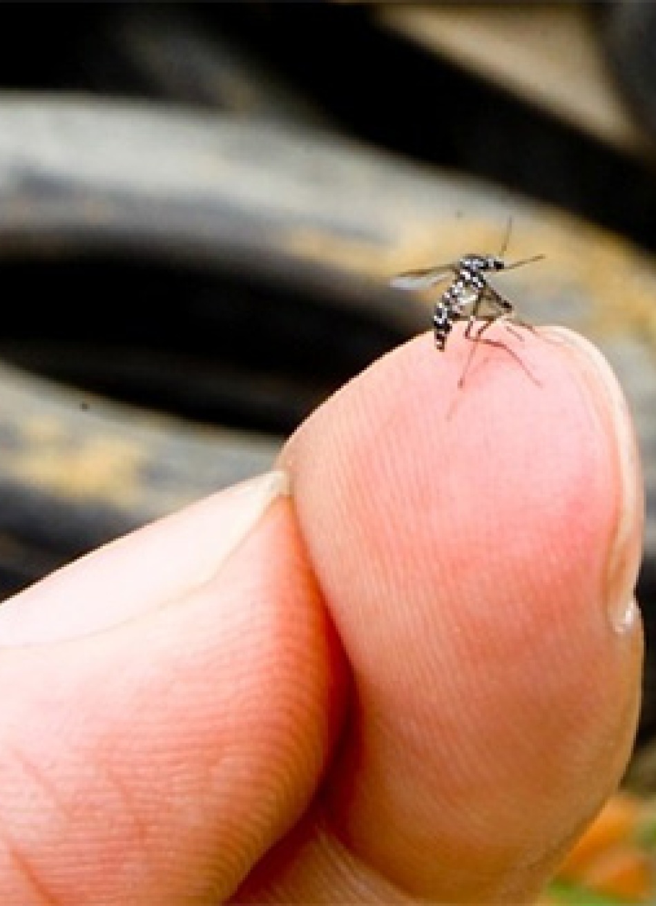 Minas Gerais registrou  21.459 casos prováveis de dengue até o final do mês de agosto