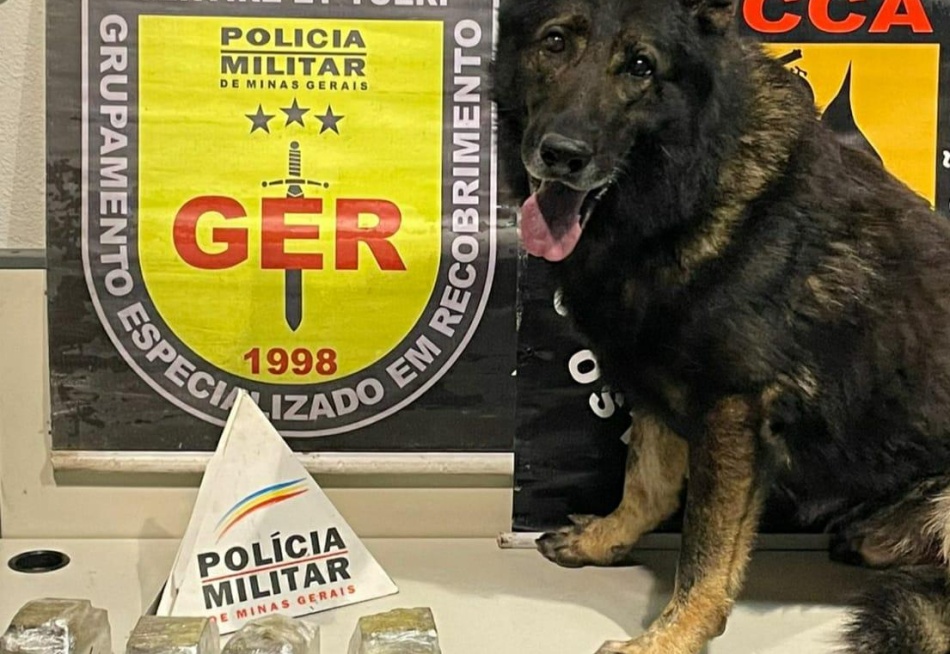 Com a ajuda de um cão farejador, Polícia Militar apreendeu quatro tabletes de maconha em Divinópolis