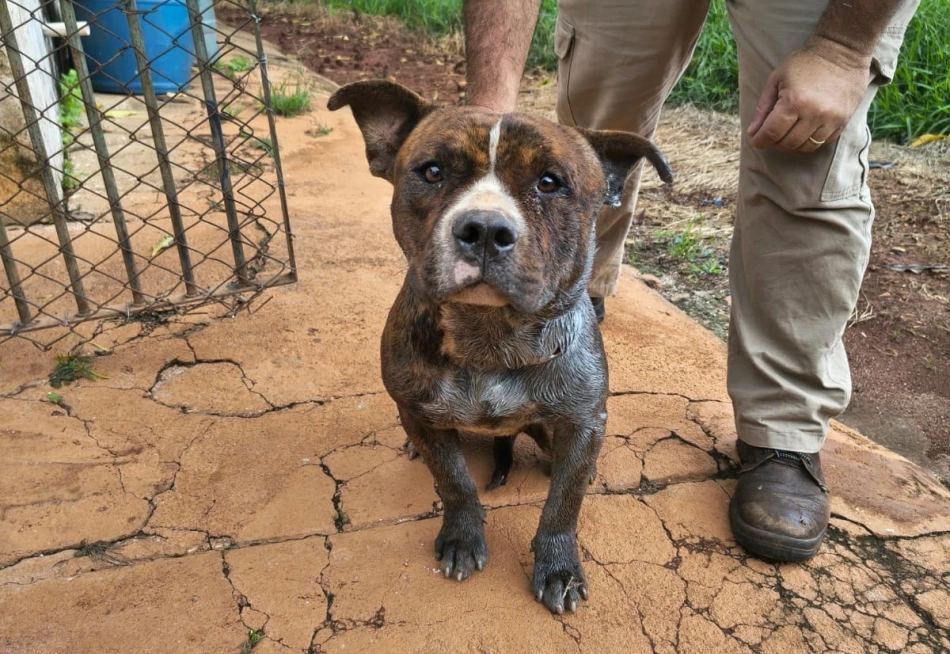 ANIMAL EM SITUAÇÃO DE ABANDONO É RESGATADO: