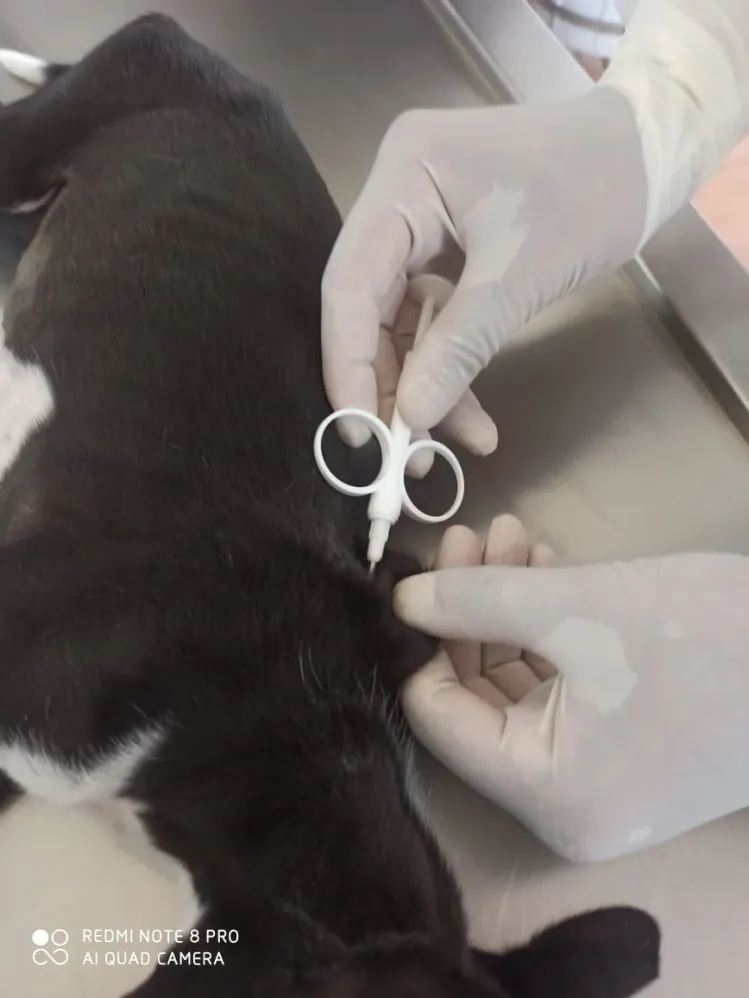 PREFEITURA DE PARÁ DE MINAS IMPLANTA DIA DE CASTRAÇÃO GRATUITA PARA ANIMAIS DA ZONA RURAL