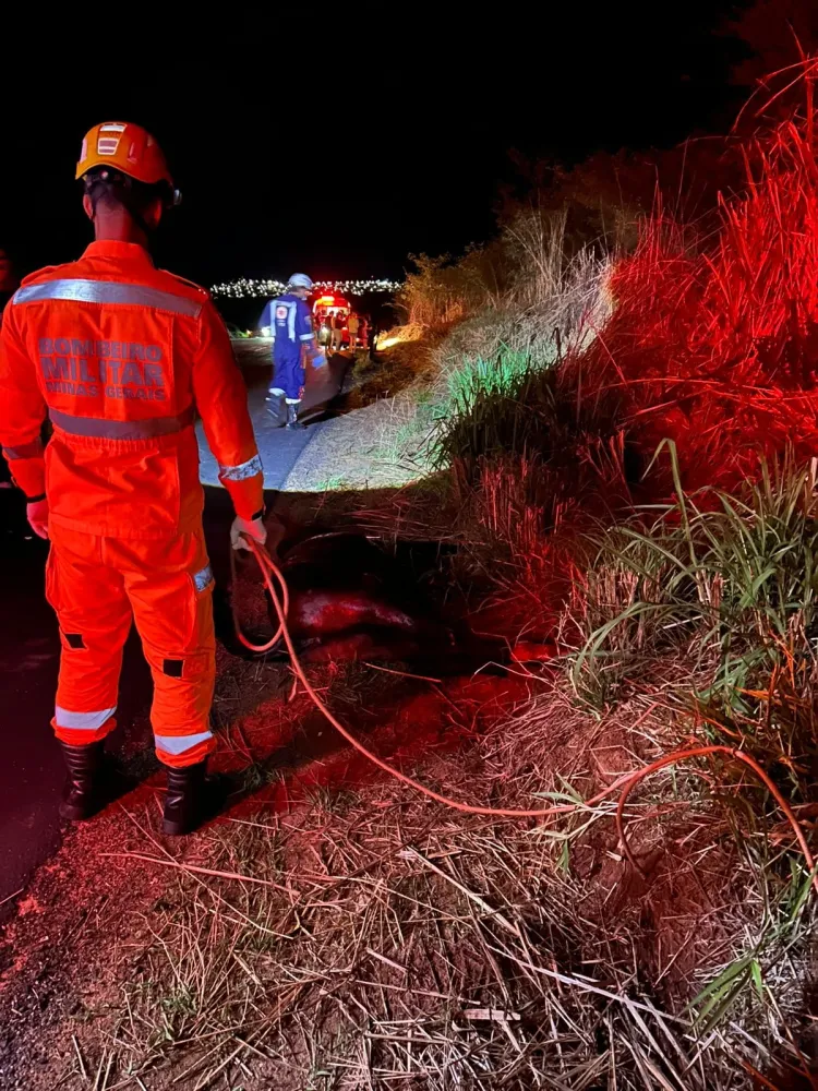 Salvamento de animal