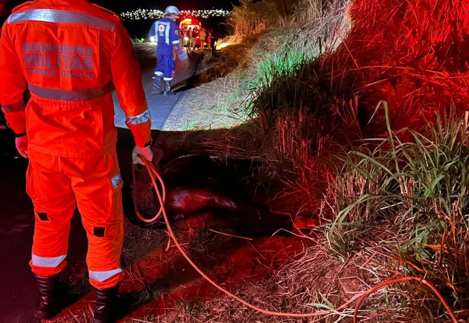 Salvamento de animal