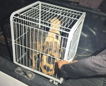 PM resgata dois cães vítimas de maus-tratos em residência abandonada em Maravilhas