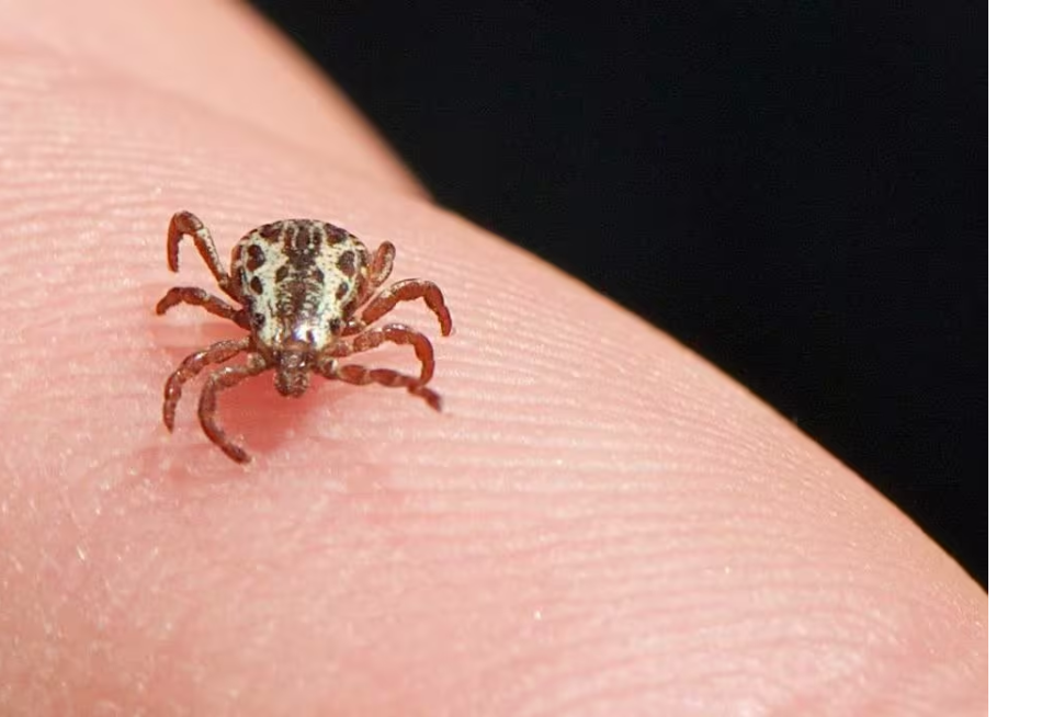 DIVINÓPOLIS CONFIRMA PRIMEIRA MORTE POR FEBRE MACULOSA