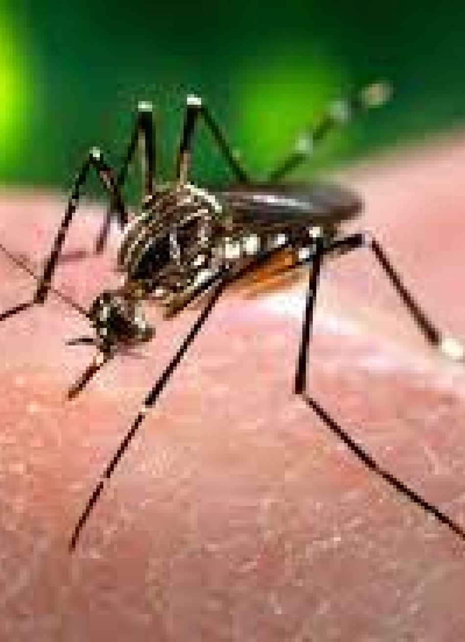 Último LIRAa demonstrou 3,3% de infecção em Pará de Minas do mosquito transmissor da Dengue