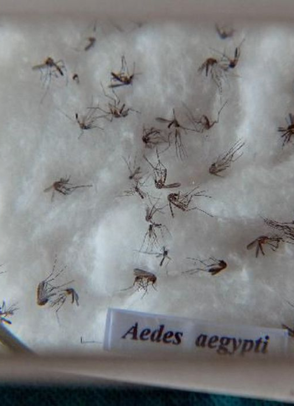 Ministério da Saúde lança campanha de combate ao Aedes aegypti, mosquito é transmissor da dengue, zika e chikungunya