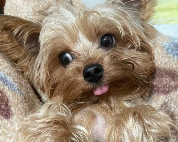 Crianças aprendem sobre cuidado animal em projeto educativo em Lagoa da Prata (MG)