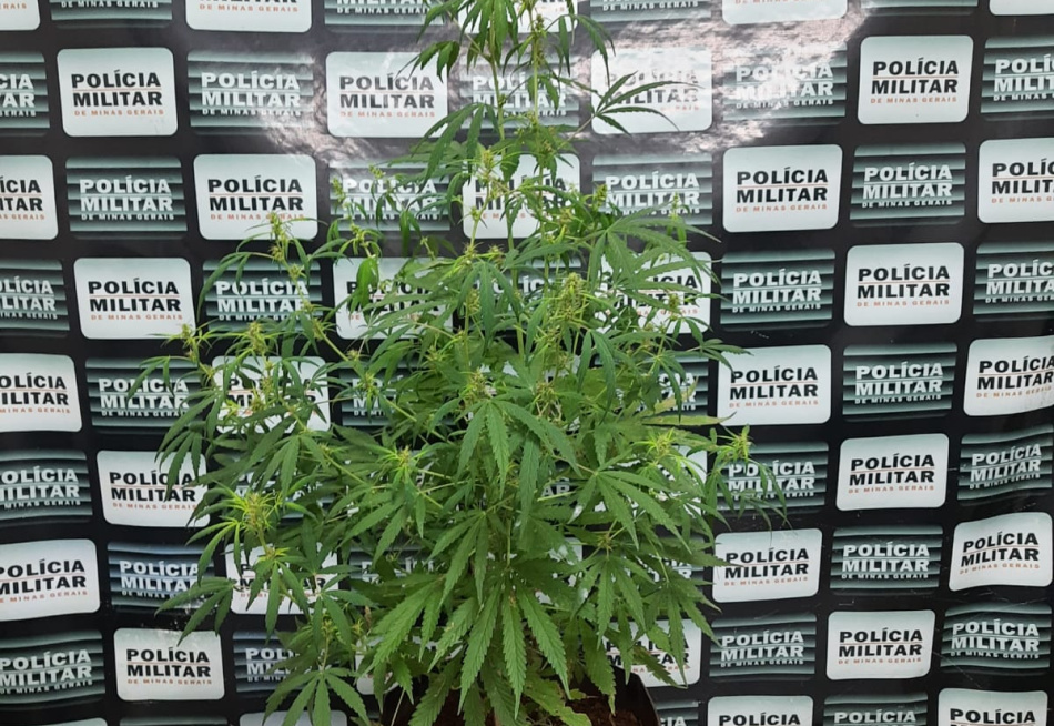 Polícia Militar apreendeu dois pés de maconha no bairro Santa Edwirges