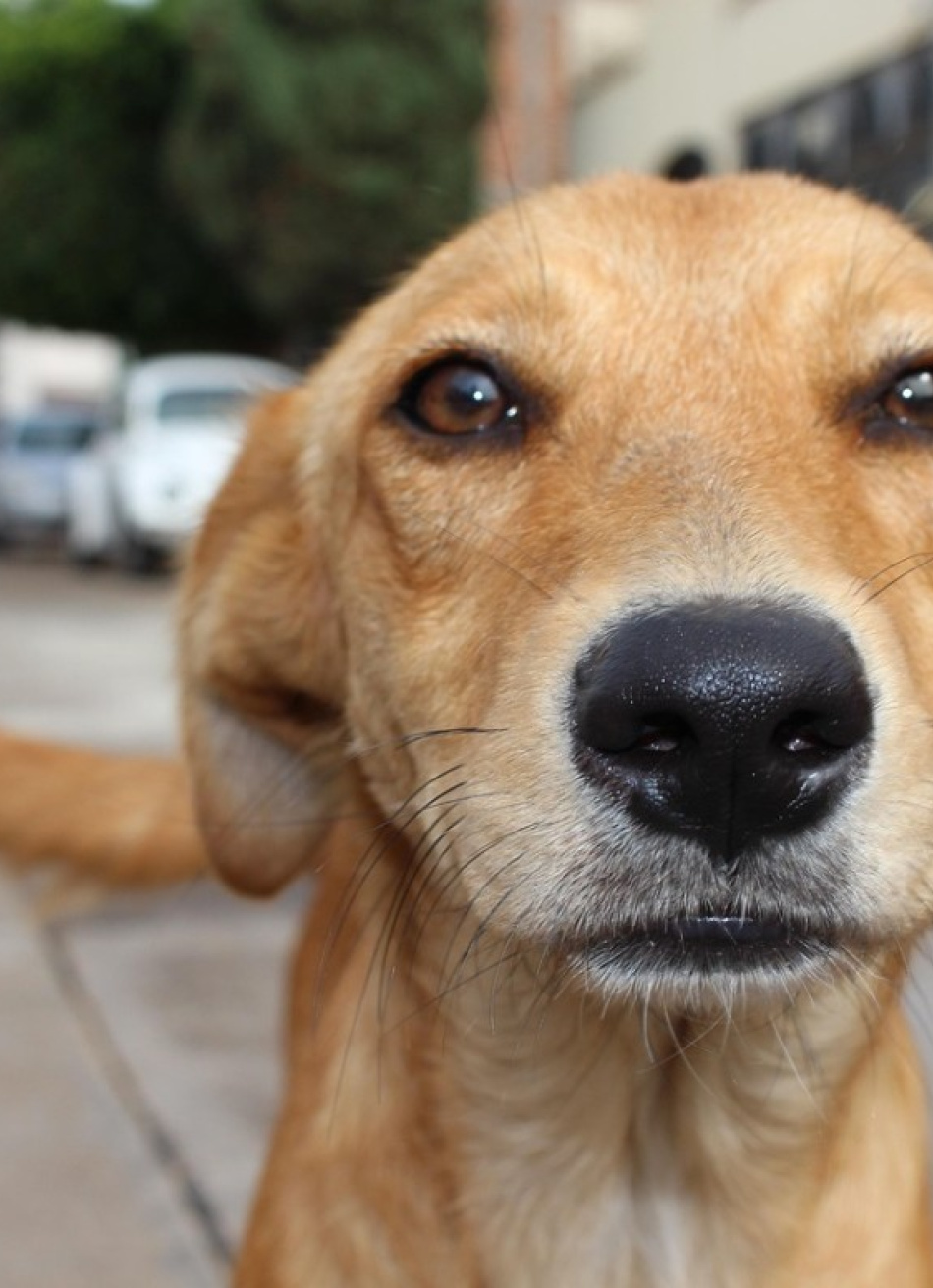 NOVA SERRANA/MG – POLÍCIA MILITAR REGISTRA CASO DE MAUS-TRATOS CONTRA ANIMAL