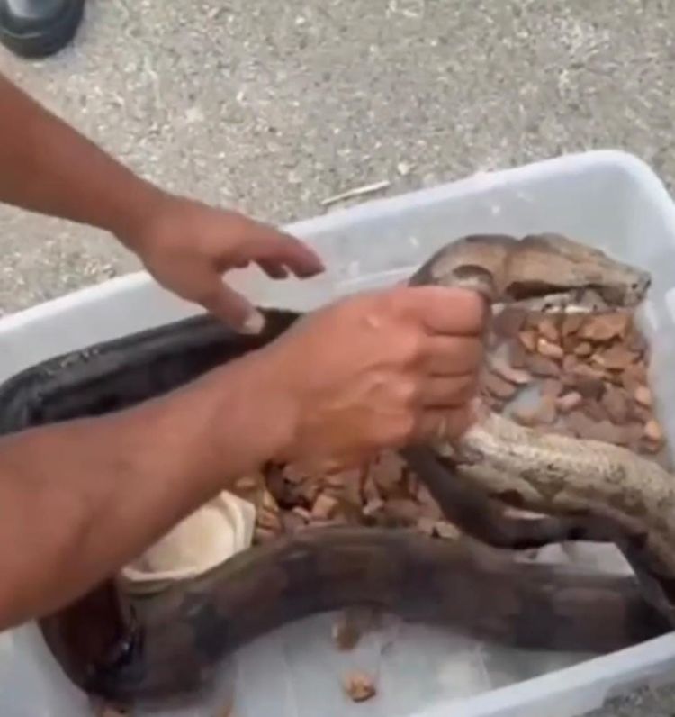 Belo Horizonte – Homem é preso por manter jacaré e jiboia em cativeiro irregular