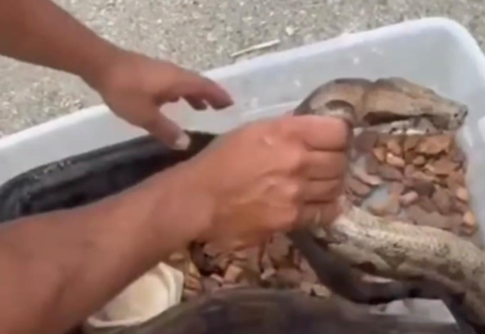 Belo Horizonte – Homem é preso por manter jacaré e jiboia em cativeiro irregular