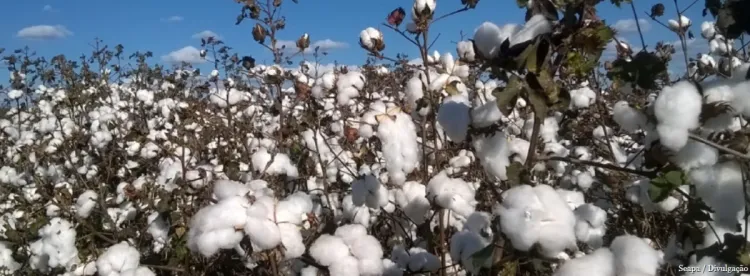 Programa Mineiro de Incentivo à Cultura do Algodão impulsiona produção e indústria têxtil no estado