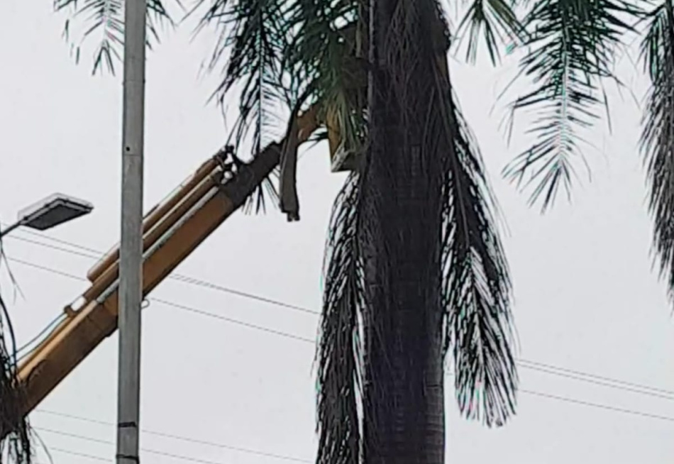 Com o objetivo de prevenir problemas causados pela chuva, prefeitura faz retirada de galhos de árvores na praça Melo Viana