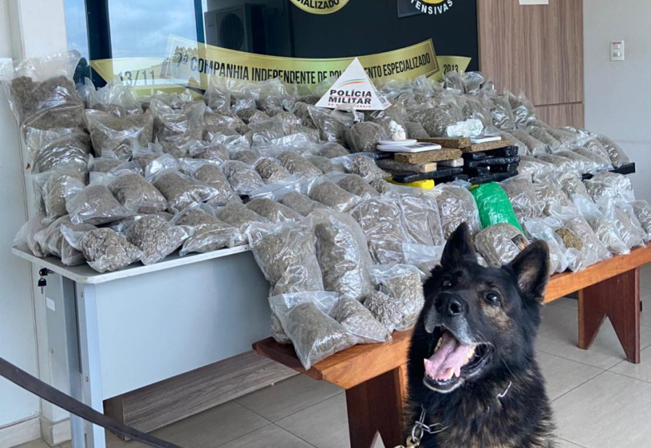 Polícia Militar apreende mais de 100 quilos de maconha orgânica em Divinópolis
