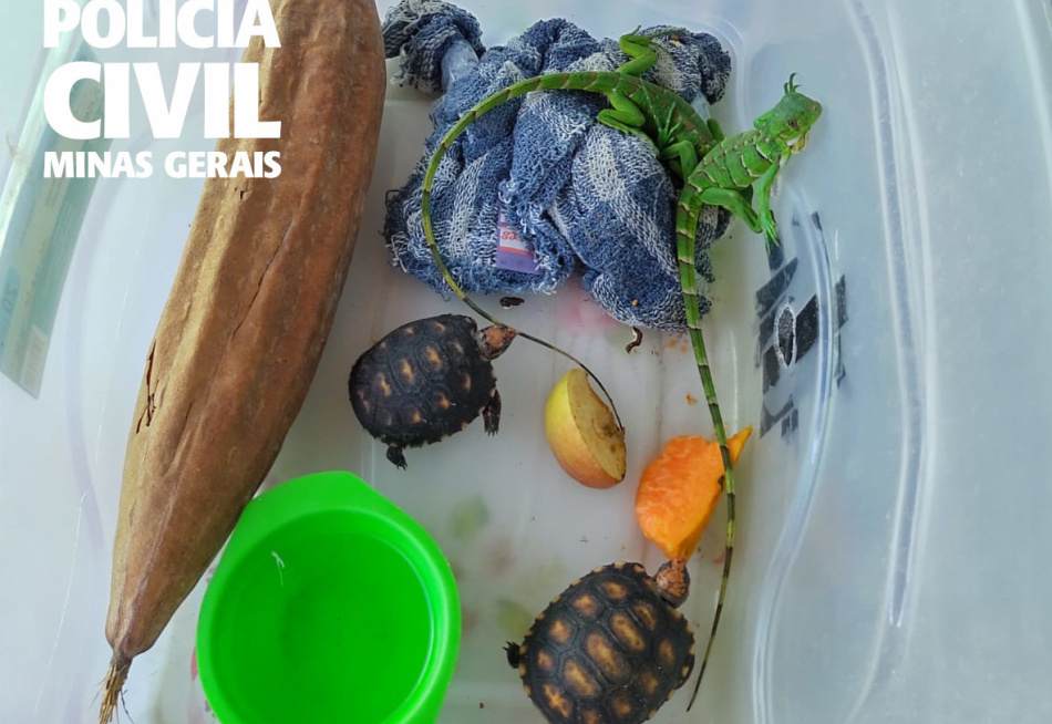 Polícia Civil apreendeu seis animais silvestres mantidos em cativeiro na cidade de Pequi