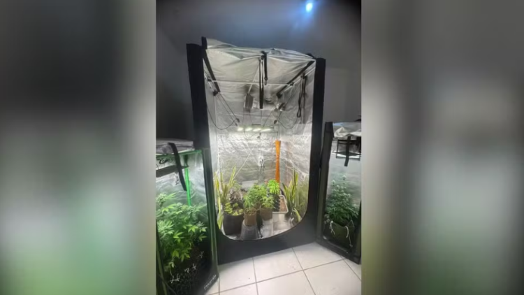 Homem é detido por manter laboratório de entorpecentes em Divinópolis; cogumelos alucinógenos e ayahuasca foram apreendidos