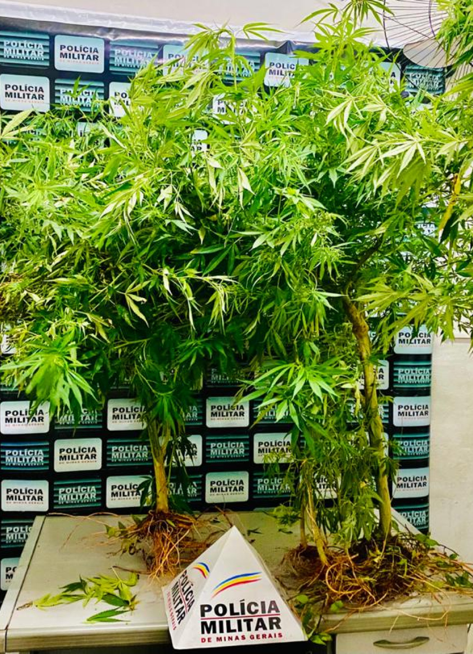 Mulher é presa no bairro Senador Valadares por cultivar pés de maconha em casa