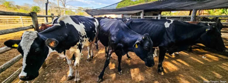 Emater-MG reforça importância da vacinação e do controle de parasitas no rebanho bovino