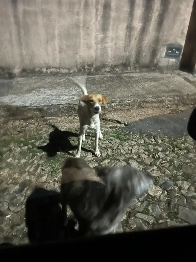 Moradores relatam ataques de cães de rua no bairro Califórnia