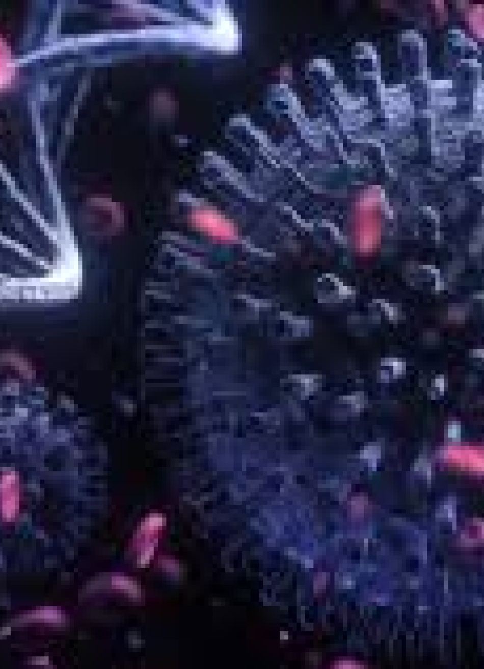 Pará de Minas registrou 40 novos casos confirmados da Covid-19