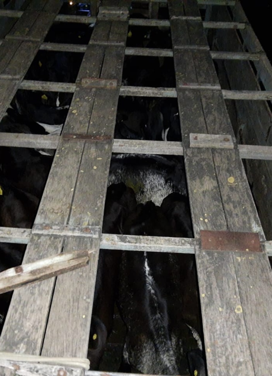 Polícia recupera mais de 80 cabeças de gado roubadas em Moema